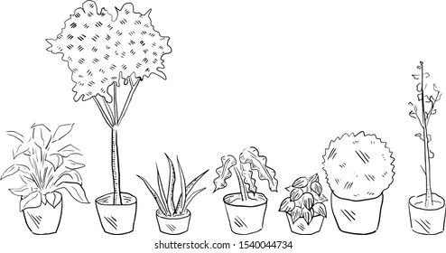 vector houseplants and flowers set
