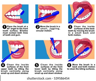 Vector How to clean teeth surfaces of human mouth using brush and toothpaste show correct way of angle direction jiggling circular motions step by step useful for medical dental clinics education 