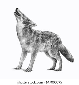 Vector of a howling gray timber wolf illustration isolated on a white background. This hand drawn sketch is of an endangered wild animal that is a symbol of a scary Halloween creature.