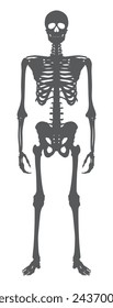 Vector human anatomy skeleton silhouettes whole figure. Isolated on white background.
