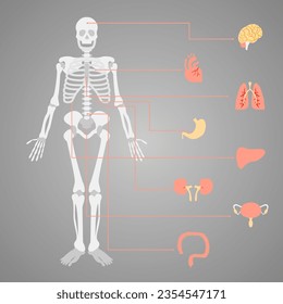 vector human body skeleton and internal organs