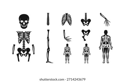 Vector de huesos humanos y anatomía del cuerpo humano