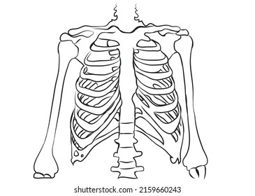 11,432 Human thorax Images, Stock Photos & Vectors | Shutterstock