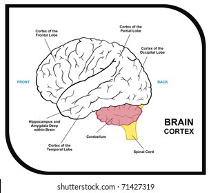 VECTOR Human Brain Diagram including cortex of frontal partial occipital temporal Lobes Useful for Education Hospital and Clinic