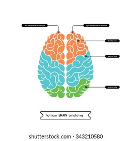 Vector human brain diagram.  Human brain diagram isolated on white background.  Human brain anatomy diagram. Vector brain top view. The left and right hemisphere of the human cerebrum.