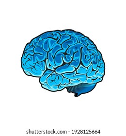 Vector human brain on white background