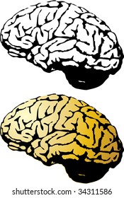 the vector human brain set