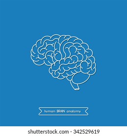 Vector human brain views. Isolated brain side view. Illustration of human brain for medical design, study or concept for logo design. Easy recolor. Vector human brain. Logo brain.