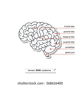 Vector human brain views. Isolated brain side view. Illustration of human brain for medical design, study or concept for logo design. Easy recolor. Vector human brain. Logo brain.