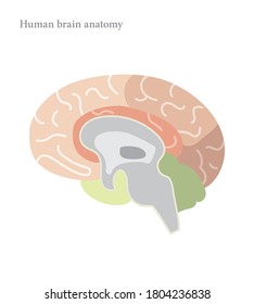 Vector human brain views. Brain side view and section. For medical ,design and  educatin
