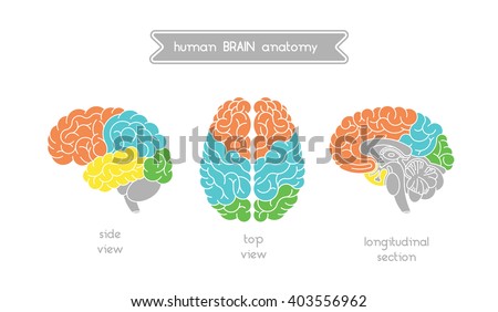 Vector human brain views. Brain top view, side view and section. Illustration of human brain for medical design, educatin or logo design. Easy recolor. Vector human brain. Logo brain.