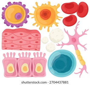 Vector Human Cell Clip Art Set Biology Science Anatomy Neuron Blood Cell Ovum Tissue Illustration Isolated on White Background Graphic Educational