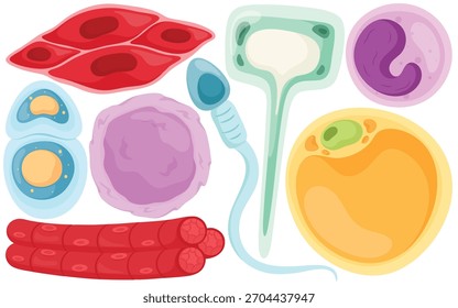 Conjunto de arte de Clip de células humanas de Vector Biología Ciencia Anatomía Esperma Óvulo Ilustración de células sanguíneas aisladas sobre fondo blanco Gráfico