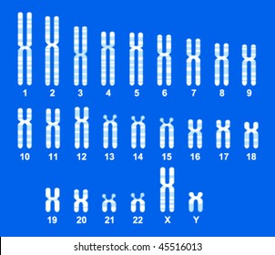 Vector of Human Chromosome