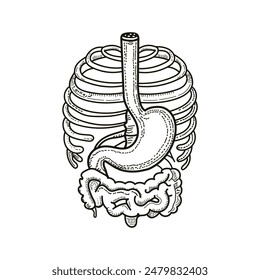 vector human digestive system outline illustration