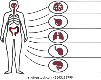 Ilustración de órganos de donantes humanos de Vector para trasplantes Conjunto de iconos médicos.