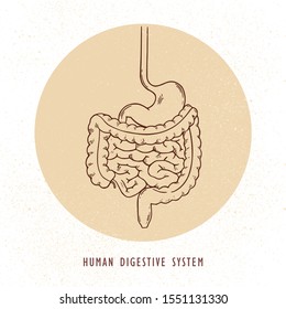 Vector human drawn digestive system illustration in retro style with background.