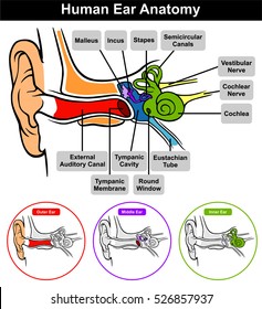 Vector Human Ear Anatomy with classification outer middle inner and all parts external auditory canal tympanic membrane cavity eustachian tube cochlea stapes incus malleus nerve round window