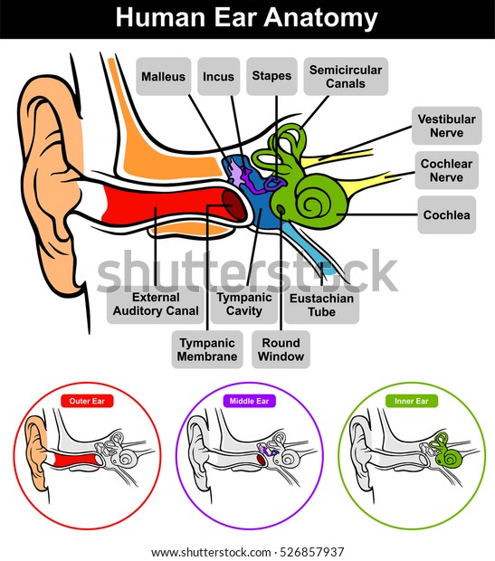 Vector Human Ear Anatomy with classification outer\
middle inner and all parts external auditory canal tympanic\
membrane cavity eustachian tube cochlea stapes incus malleus nerve\
round window