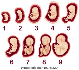 A Vector of Human Embryo Development illustration
