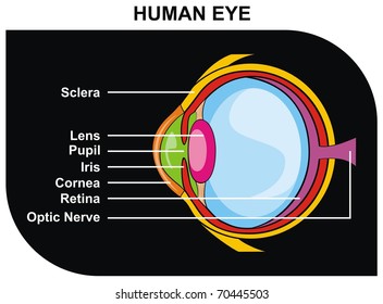 VECTOR Human Eye Cross Section including Eye Parts sclera lens pupil iris cornea retina optic nerve Helpful for Clinic and Education in school college university Medical Diagram