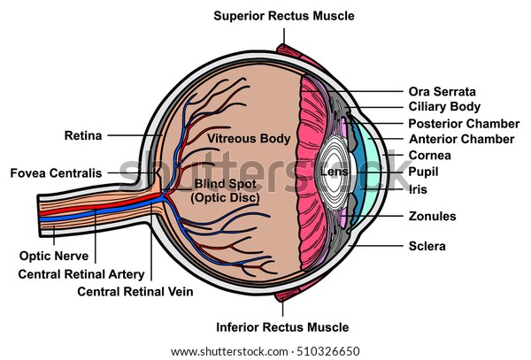 Vector Human Eye Cross Section Anatomy with all\
parts Anatomical Structure Artery, Vein, Nerve, Muscles, Pupil,\
Iris, Cornea, Lens, Blind Spot, Retina, Vitreous Ciliary Body,\
Fovea Centralis,\
Chambers