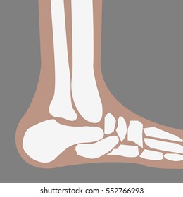 vector human Foot Bones joint side view