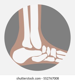 vector human Foot Bones joint side view