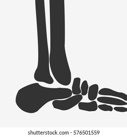 vector human Foot Bones joint side view