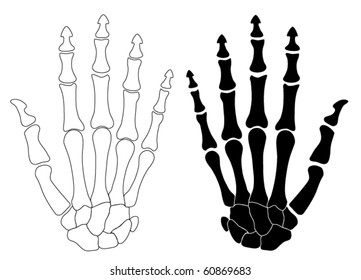 vector human hand bones