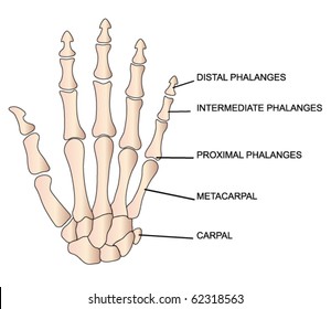 vector human hand with description