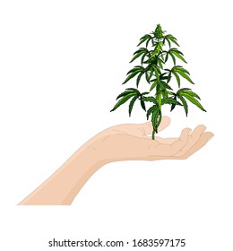 Vector human hand holding cannabis plant. Medical cannabis