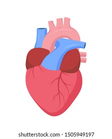 Vector human heart. Anatomy. Educational illustration