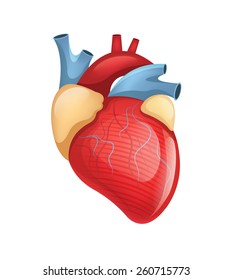 Vector Human Heart Illustration