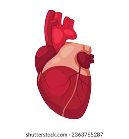 Corazón humano vectorial aislado en fondo blanco.