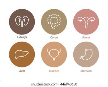 Vector human internal organs icons. Liver, kidneys, uterus, bladder, stomach and colon design