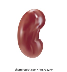 Vector human kidney isolated on a white background.