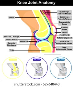 Vector Knee Humano Contenido de la estructura de la anatomía articulada incluyendo huesos fémur tibia patella cavidad muscular tendón cápsula membrana sinovial ligamento bursa superficial profunda diagrama educación médica  