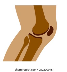 vector human knee joint side view