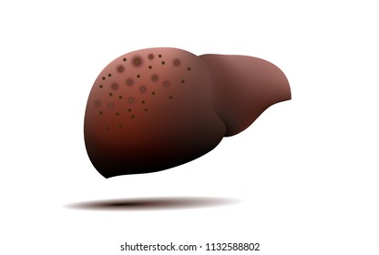vector human  liver isolated on white