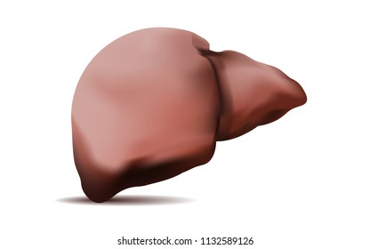 vector human  liver isolated on white