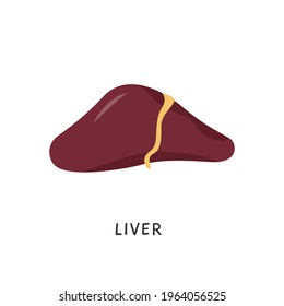 Vector Human liver for medical drugs, pharmacy and education design in flat cartoon style. Hepatic system organ. Raw Calf, beef or chicken liver. Iron rich food sources.