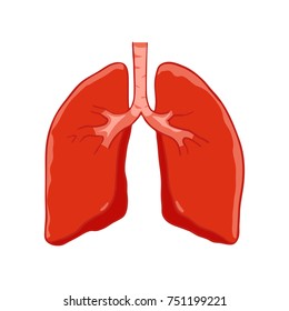 Vector Human lungs front view. Right and left lung with trachea. Healthy lung.