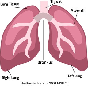Vector of human lungs for your education and business purposes.