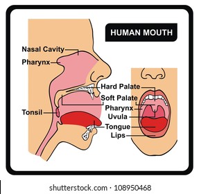 Vector - Human Mouth Anatomy