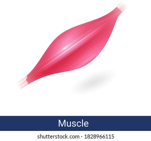 Vector of human muscle in white background. human muscle with striations.