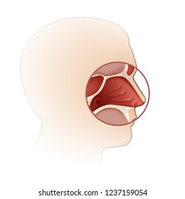 Vector human nasal cavity with head silhouette side view close up isolated on white background