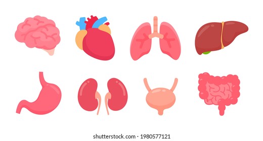 Vector human organs. Human body internal parts Concept of study of body systems.