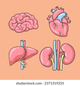 vector human organs isometric icons heart brain liver kidney illustration stickerpack