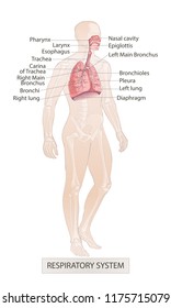 Vector of the human Respiratory System (Lungs Inside) larynx nasal throttle anatomy. Man body parts. Hand drown sketch illustration